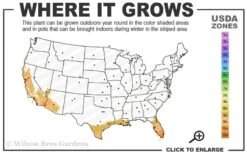 Little Prince Banana Plant - 1 Gallon Pot -SHRUBS and BUSHES Shop 9a 11 2