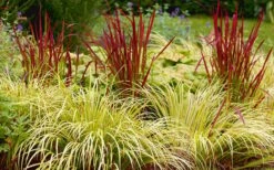 Golden Sweet Flag - Acorus Gramineus 'Ogon' - 3 Pack Of Quart Pots -SHRUBS and BUSHES Shop Acorus Ogon 103