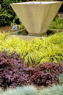 Golden Sweet Flag - Acorus Gramineus 'Ogon' - 3 Pack Of Quart Pots -SHRUBS and BUSHES Shop Acorus Ogon 104