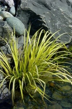 Golden Sweet Flag - Acorus Gramineus 'Ogon' - 3 Pack Of Quart Pots -SHRUBS and BUSHES Shop Acorus Ogon 105