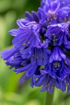 Ever Midnight Agapanthus (Lily Of The Nile) - 1 Gallon Pot -SHRUBS and BUSHES Shop Agapanthus Ever Midnight 1