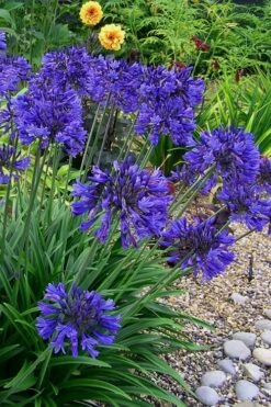 Ever Midnight Agapanthus (Lily Of The Nile) - 1 Gallon Pot -SHRUBS and BUSHES Shop Agapanthus Ever Midnight 4