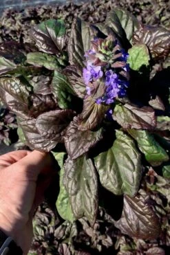 Catlins Giant Ajuga - Bugleweed - 10 Pack Of Pint Pots -SHRUBS and BUSHES Shop Ajuga Catlins Giant 10