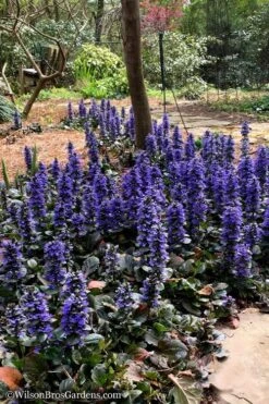 Catlins Giant Ajuga - Bugleweed - 10 Pack Of Pint Pots -SHRUBS and BUSHES Shop Ajuga Catlins Giant 20