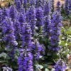Catlins Giant Ajuga - Bugleweed - 18 Pack Of 3.5" Pots -SHRUBS and BUSHES Shop Ajuga Catlins Giant 21 1