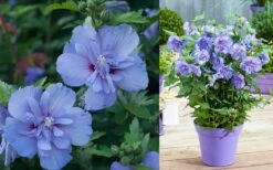 Blue Chiffon Rose Of Sharon - 2 Gallon Pot -SHRUBS and BUSHES Shop Althea Blue Chiffon 1