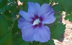 Blue Satin Rose Of Sharon - Hibiscus - Althea - 2 Gallon Pot -SHRUBS and BUSHES Shop Althea Blue Satin Hibiscus Rose Of Sharon 50