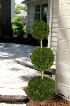 Emerald Green Arborvitae Poodle Tier Topiary (3 Ball) - 5 Gallon Pot 9 Emerald Green Arborvitae Poodle Tier Topiary (3 Ball) - 5 Gallon Pot -SHRUBS and BUSHES Shop Arborvitae Emerald Green 3 Ball Poodle Tier 2