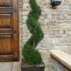 Emerald Green Arborvitae Spiral Topiary - 7 Gallon Pot -SHRUBS and BUSHES Shop Arborvitae Emerald Green Spiral 6 1