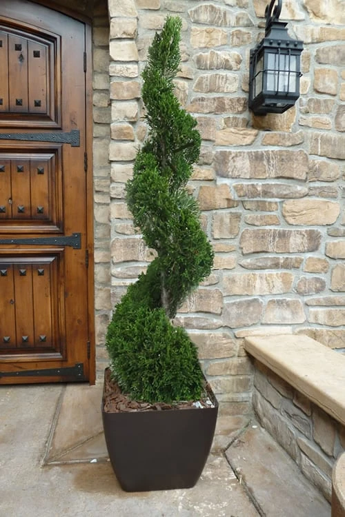 Emerald Green Arborvitae Spiral Topiary - 7 Gallon Pot 3 Emerald Green Arborvitae Spiral Topiary - 7 Gallon Pot