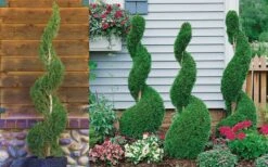 Emerald Green Arborvitae Spiral Topiary - 5 Gallon Pot (3-4') 9 Emerald Green Arborvitae Spiral Topiary - 5 Gallon Pot (3-4') -SHRUBS and BUSHES Shop Arborvitae Emerald Green Spiral 800x500 1