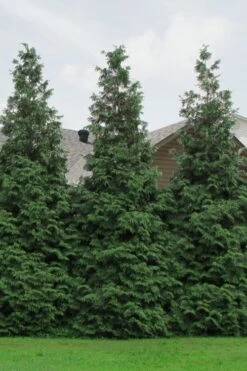 Green Giant Arborvitae - 7 Gallon Pot (3-4') 12 Green Giant Arborvitae - 7 Gallon Pot (3-4') -SHRUBS and BUSHES Shop Arborvitae Green Giant 500x750 1