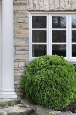 Planet Earth Arborvitae - 3 Gallon Pot -SHRUBS and BUSHES Shop Arborvitae Woodwardii Globe 12