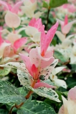 Snow N Summer Asiatic Jasmine - 1 Gallon Pot 13 Snow N Summer Asiatic Jasmine - 1 Gallon Pot -SHRUBS and BUSHES Shop Asian Jasmine Snow N Summer 16