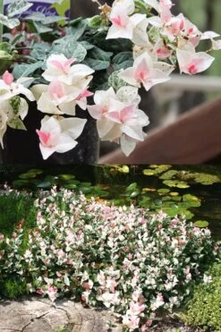 Snow N Summer Asiatic Jasmine - 1 Gallon Pot 12 Snow N Summer Asiatic Jasmine - 1 Gallon Pot -SHRUBS and BUSHES Shop Asian Jasmine Summer N Snow 2