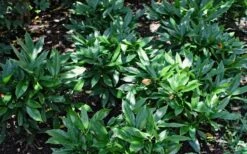 Dwarf Green Aucuba - Japanese Laurel - 1 Gallon Pot -SHRUBS and BUSHES Shop Aucuba Dwarf Green