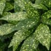 Gold Dust Aucuba (Japanese Laurel) - 1 Gallon Pot 1 Gold Dust Aucuba (Japanese Laurel) - 1 Gallon Pot -SHRUBS and BUSHES Shop Aucuba Gold Dust 16