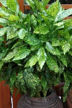 Gold Dust Aucuba (Japanese Laurel) - 1 Gallon Pot 12 Gold Dust Aucuba (Japanese Laurel) - 1 Gallon Pot -SHRUBS and BUSHES Shop Aucuba Gold Dust 17