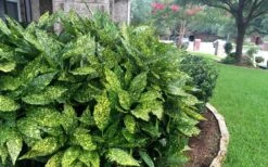 Gold Dust Aucuba (Japanese Laurel) - 1 Gallon Pot 13 Gold Dust Aucuba (Japanese Laurel) - 1 Gallon Pot -SHRUBS and BUSHES Shop Aucuba Gold Dust 18
