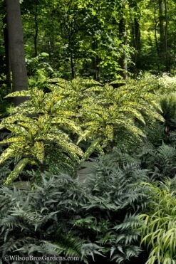 Hosoba Hoshifu Variegated Aucuba (Japanese Laurel) - 1 Gallon Pot -SHRUBS and BUSHES Shop Aucuba Hosoba Hoshifu