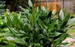 Sawtoothed Aucuba Serratifolia - 3 Gallon Pot -SHRUBS and BUSHES Shop Aucuba Sawtoothed 3