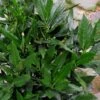Sawtoothed Aucuba Serratifolia - 3 Gallon Pot -SHRUBS and BUSHES Shop Aucuba Serratifolia Sawtooth 500x750 1