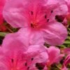 Chinzan Dwarf Azalea - 3 Gallon Pot 2 Chinzan Dwarf Azalea - 3 Gallon Pot -SHRUBS and BUSHES Shop Azalea Chinzan 21