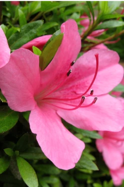 Chinzan Dwarf Azalea - 3 Gallon Pot 13 Chinzan Dwarf Azalea - 3 Gallon Pot -SHRUBS and BUSHES Shop Azalea Chinzan 500x750 1