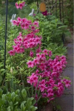 Orchid Showers Deja Bloom Azalea - 1 Gallon Pot 9 Orchid Showers Deja Bloom Azalea - 1 Gallon Pot -SHRUBS and BUSHES Shop Azalea Deja Bloom Orchid Showers 5