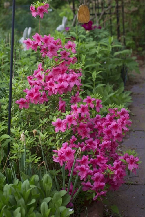 Orchid Showers Deja Bloom Azalea - 1 Gallon Pot 6 Orchid Showers Deja Bloom Azalea - 1 Gallon Pot - Image 4