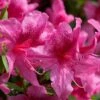 Orchid Showers Deja Bloom Azalea - 1 Gallon Pot 1 Orchid Showers Deja Bloom Azalea - 1 Gallon Pot -SHRUBS and BUSHES Shop Azalea Deja Bloom Orchid Showers 6