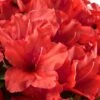 Red Tiara Deja Bloom Azalea - 1 Gallon Pot -SHRUBS and BUSHES Shop Azalea Deja Bloom Red Tiara 2