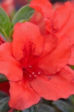 Red Tiara Deja Bloom Azalea - 1 Gallon Pot -SHRUBS and BUSHES Shop Azalea Deja Bloom Red Tiara 4