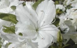 Delaware Valley White Azalea - 6 Pack Of 1 Gallon Pots 11 Delaware Valley White Azalea - 6 Pack Of 1 Gallon Pots -SHRUBS and BUSHES Shop Azalea Delaware Valley White 2