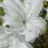 Delaware Valley White Azalea - 6 Pack Of 1 Gallon Pots -SHRUBS and BUSHES Shop Azalea Delaware Valley White 500x750 1