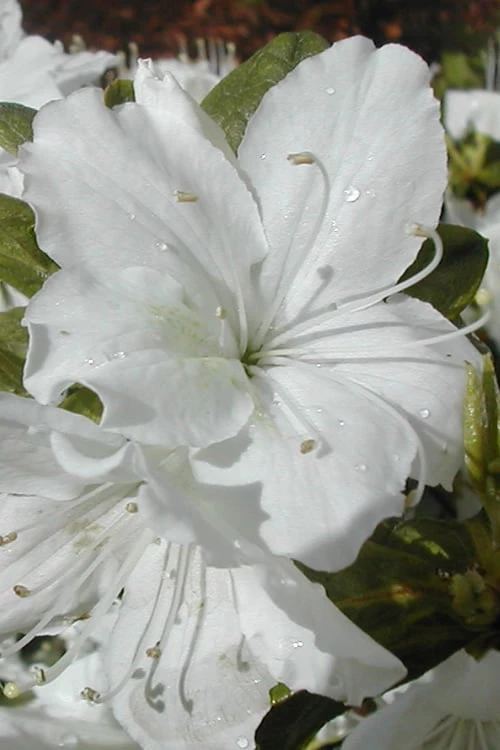 Delaware Valley White Azalea - 6 Pack Of 1 Gallon Pots 3 Delaware Valley White Azalea - 6 Pack Of 1 Gallon Pots