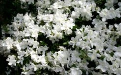 Delaware Valley White Azalea - 6 Pack Of 1 Gallon Pots 12 Delaware Valley White Azalea - 6 Pack Of 1 Gallon Pots -SHRUBS and BUSHES Shop Azalea Deleware Valley White Bloom