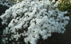Delaware Valley White Azalea - 6 Pack Of 1 Gallon Pots 13 Delaware Valley White Azalea - 6 Pack Of 1 Gallon Pots -SHRUBS and BUSHES Shop Azalea Deleware Valley White Landscape