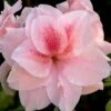 Autumn Belle Encore Azalea - 6 Pack Of 1 Gallon Pots -SHRUBS and BUSHES Shop Azalea Encore Autumn Belle 20