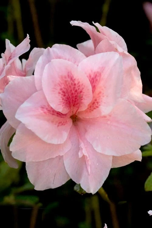 Autumn Belle Encore Azalea - 6 Pack Of 1 Gallon Pots 3 Autumn Belle Encore Azalea - 6 Pack Of 1 Gallon Pots