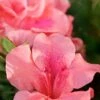 Autumn Coral Encore Azalea - 1 Gallon Pot -SHRUBS and BUSHES Shop Azalea Encore Autumn Coral