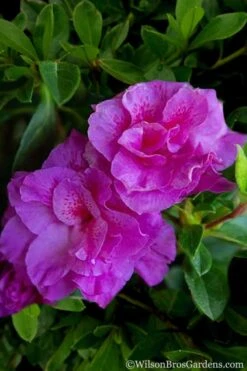 Autumn Majesty Encore Azalea - 3 Gallon Pot 13 Autumn Majesty Encore Azalea - 3 Gallon Pot -SHRUBS and BUSHES Shop Azalea Encore Autumn Majesty 5