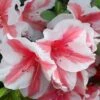 Autumn Starburst Encore Azalea - 6 Pack Of 1 Gallon Pots -SHRUBS and BUSHES Shop Azalea Encore Autumn Starburst