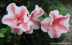 Autumn Starburst Encore Azalea - 6 Pack Of 1 Gallon Pots 9 Autumn Starburst Encore Azalea - 6 Pack Of 1 Gallon Pots -SHRUBS and BUSHES Shop Azalea Encore Autumn Starburst 2