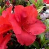 Fireside Red Bloom 'N Again Azalea - 2 Gallon Pot 1 Fireside Red Bloom 'N Again Azalea - 2 Gallon Pot -SHRUBS and BUSHES Shop Azalea Fireside Red 20 rev