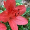 Flame Creeper Dwarf Spreading Azalea - 3 Gallon Pot 1 Flame Creeper Dwarf Spreading Azalea - 3 Gallon Pot -SHRUBS and BUSHES Shop Azalea Flame Creeper 10 1