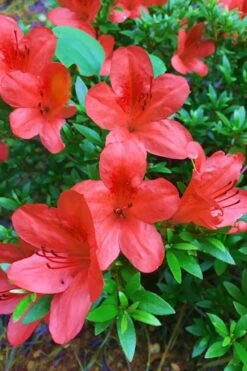 Flame Creeper Dwarf Spreading Azalea - 3 Gallon Pot 9 Flame Creeper Dwarf Spreading Azalea - 3 Gallon Pot -SHRUBS and BUSHES Shop Azalea Flame Creeper 11 1