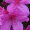 Formosa Southern Indica Azalea - 3 Gallon Pot 2 Formosa Southern Indica Azalea - 3 Gallon Pot -SHRUBS and BUSHES Shop Azalea Formosa 500x750 1