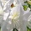 Mrs. G.G. Gerbing White Southern Indica Azalea - 7 Gallon Pot 1 Mrs. G.G. Gerbing White Southern Indica Azalea - 7 Gallon Pot -SHRUBS and BUSHES Shop Azalea G G Gerbing 500x750 2