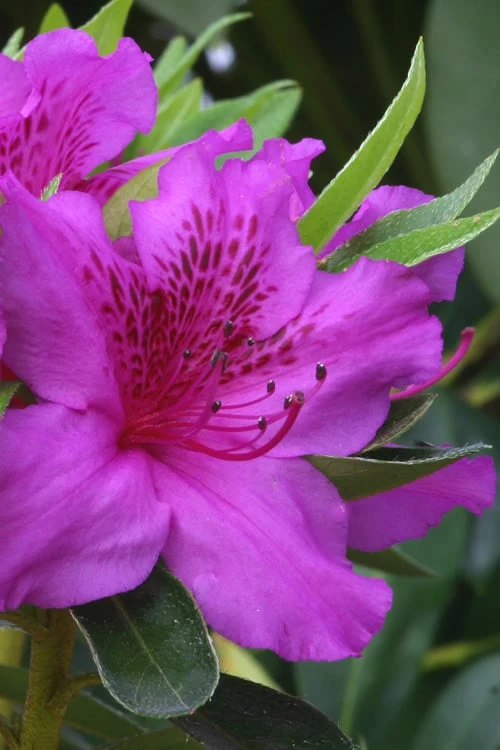 Herbert Azalea - 6 Pack Of 1 Gallon Pots 3 Herbert Azalea - 6 Pack Of 1 Gallon Pots